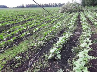 Стихія + незадовільне утримання зелених насаджень = аварійне відключення електропостачання 